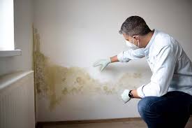 Trusted Carpendale, WV Mold Removal Experts